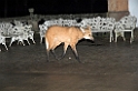 Maned Volf-02